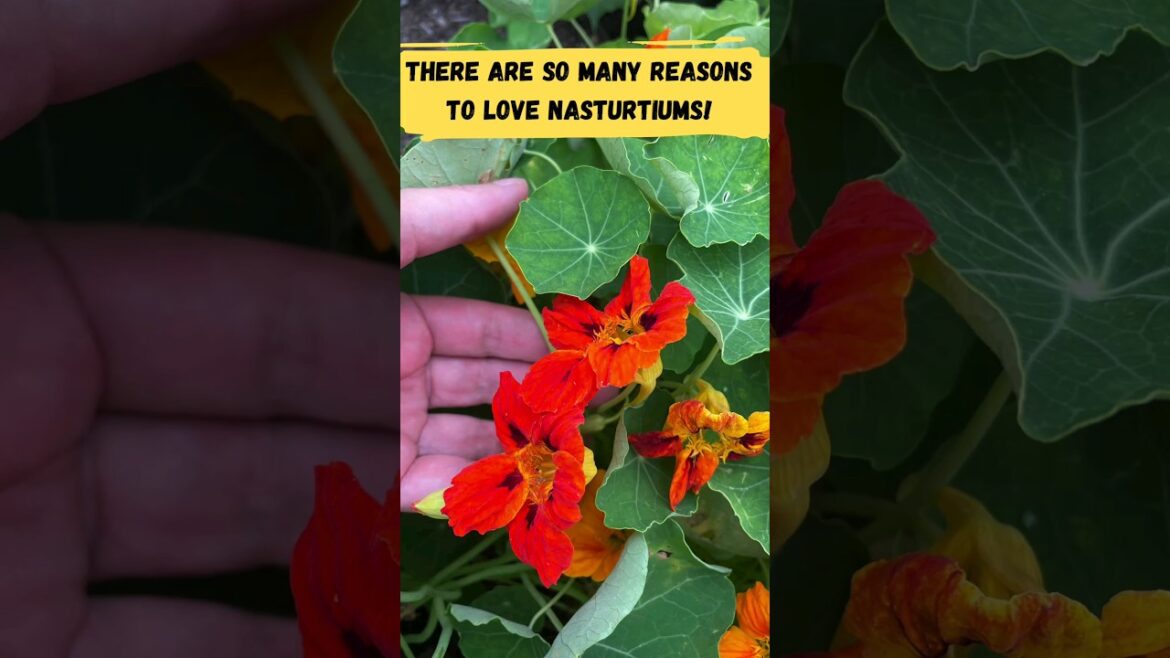 Nasturtiums: A Fun Edible Flower That Everyone LOVES 🧡 🌼