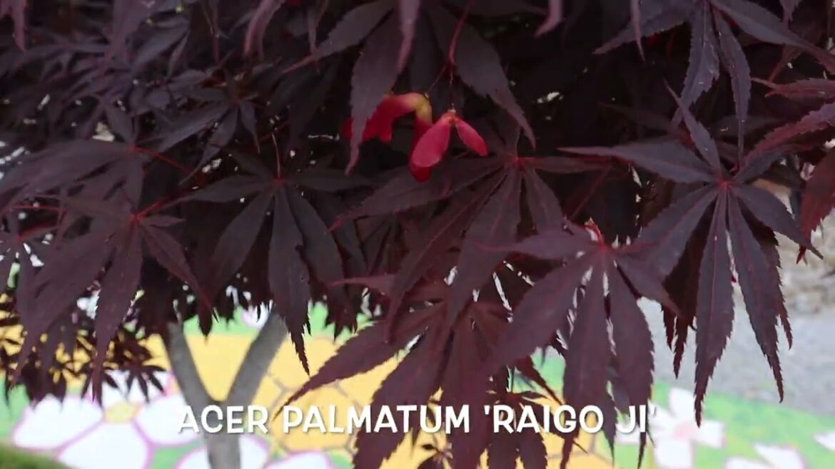 Acer palmatum 'Raigo ji' | Rare Japanese Maple | MrMaple Clips