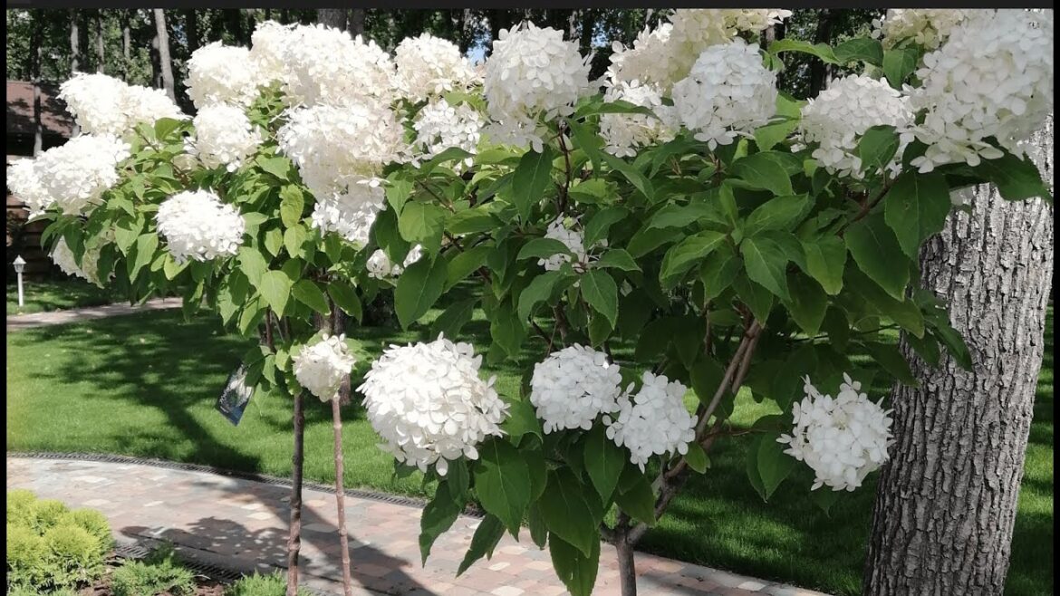 Landscape disign ideas. Budget-Friendly Garden Landscaping Ideas for a Beautiful Outdoor Space.