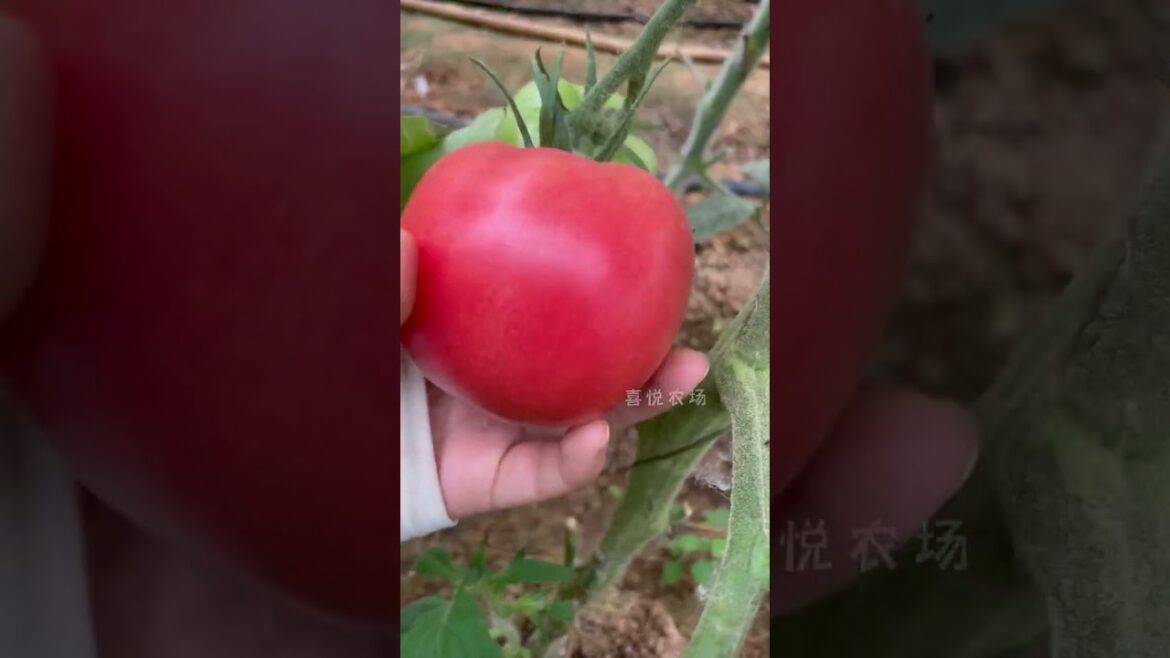 Beautiful Nature with Rural Life (P55) - Fruit and vegetable harvesting