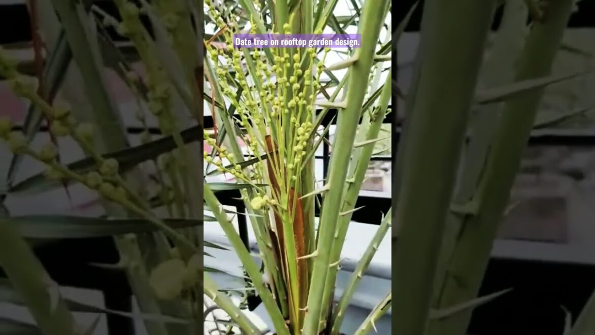 Saudi Arabian Dates tree.Rooftop garden. Fruits garden design. #dates #fruit #garden #viral #shorts Saudi Arabian Dates tree.Rooftop garden. Fruits garden design. #dates #fruit #garden #viral #shorts
