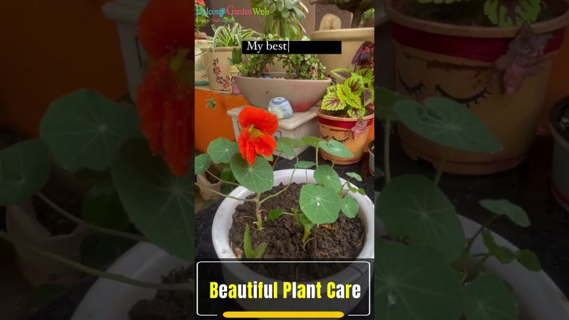 Indoor Plant Care | Edible Plant #gardening #shorts
