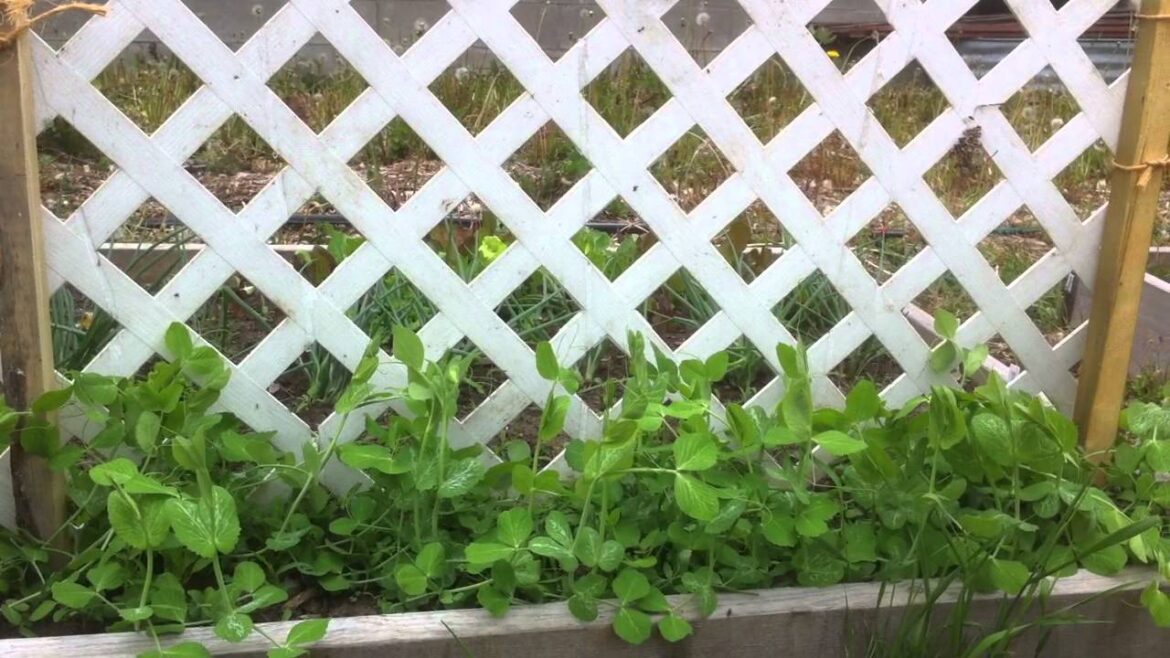 Vegetable Gardening: Making an Easy Pea Trellis