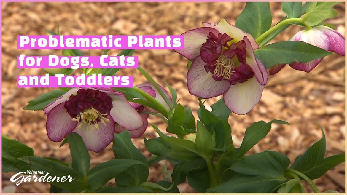 Toxic Outdoor Plants | Volunteer Gardener Toxic Outdoor Plants | Volunteer Gardener