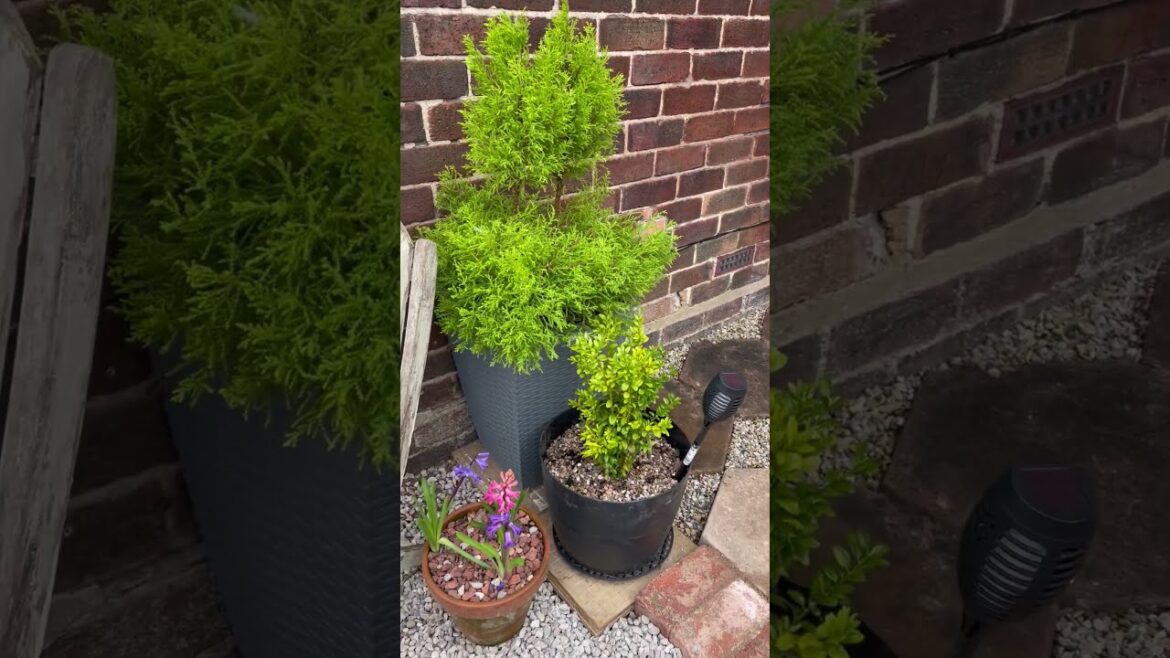 Front Garden DIY on a Budget