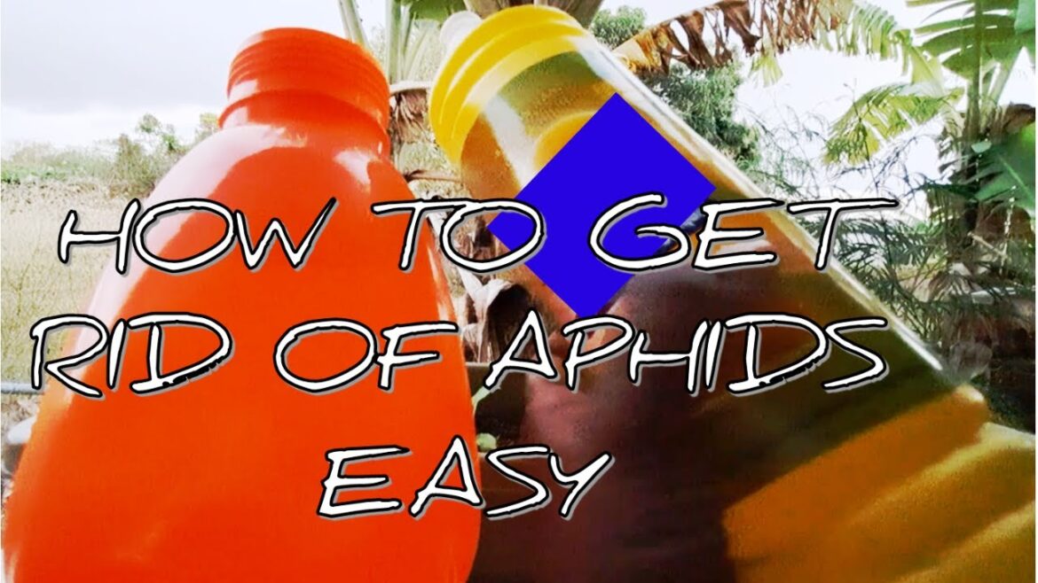 How To Get Rid Of Aphids Easy | #gardeningthroughthewindow