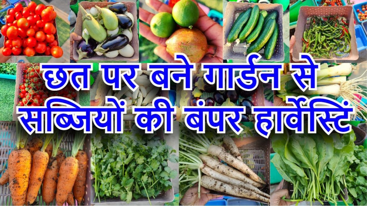 छत पर बने गार्डन से सब्जियों की बंपर हार्वेस्टिंग | Organic Vegetables Garden Harvesting Video छत पर बने गार्डन से सब्जियों की बंपर हार्वेस्टिंग | Organic Vegetables Garden Harvesting Video