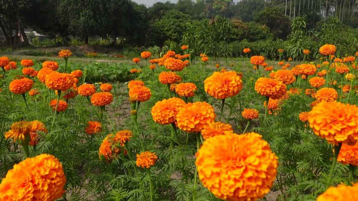 Creating a Stunning Flower Garden: Tips and Tricks