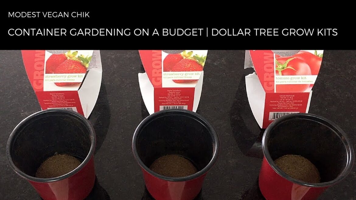Beginner Container Gardening on a Budget | Dollar Tree Buzzy Grow Kits