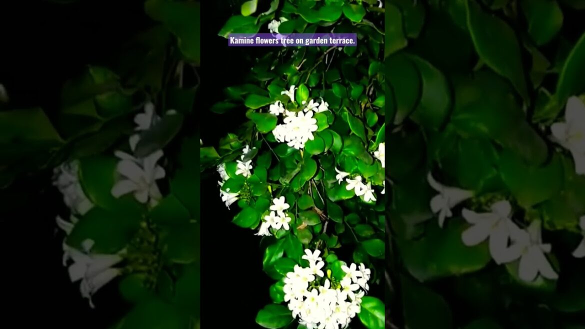 Kamine flowers tree. Garden design ideas. Garden planning. #flowers #garden #design #viral #shorts