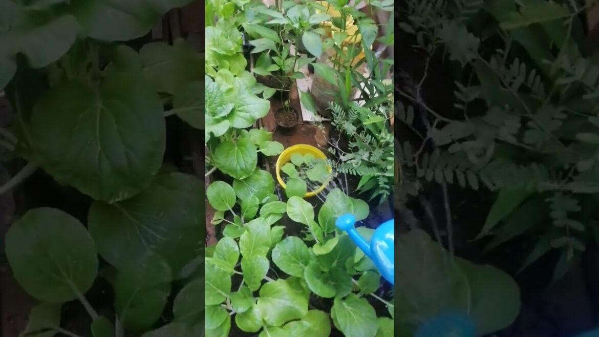 #gardenupdate #gardening #gardentour #gardenideas #vegetablegarden #vegetable #homestead #tinygarden