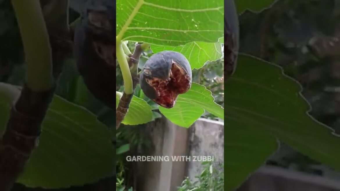 Fig Fruit Garden And Picking | Gardening Tips, Hacks, Gardening With Zubbi #viral #gardening #shorts Fig Fruit Garden And Picking | Gardening Tips, Hacks, Gardening With Zubbi #viral #gardening #shorts