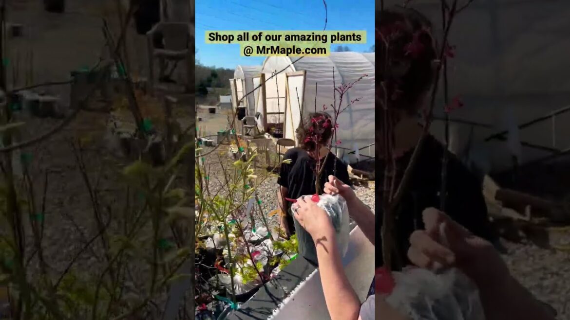 MrMaple.com has an amazing variety of plants! Shop Today! MrMaple.com has an amazing variety of plants! Shop Today!