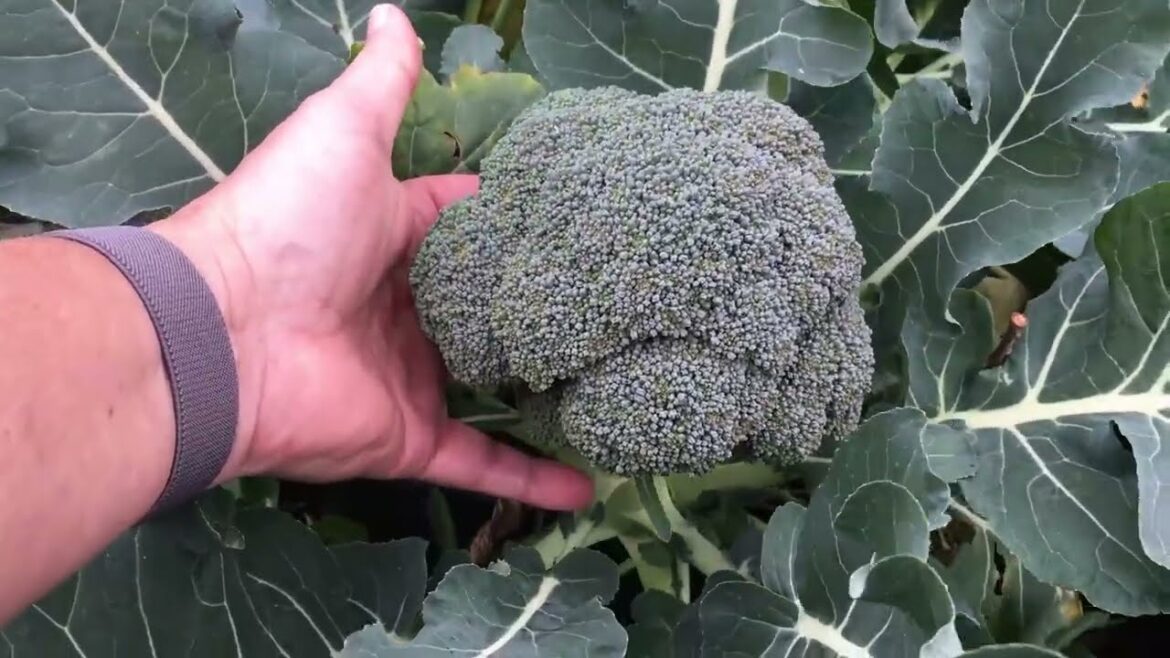 IS CONTAINER GARDENING FOR YOU? GROWING IN CONTAINERS #containergardening #earthbox #earthboxgarden IS CONTAINER GARDENING FOR YOU? GROWING IN CONTAINERS #containergardening #earthbox #earthboxgarden