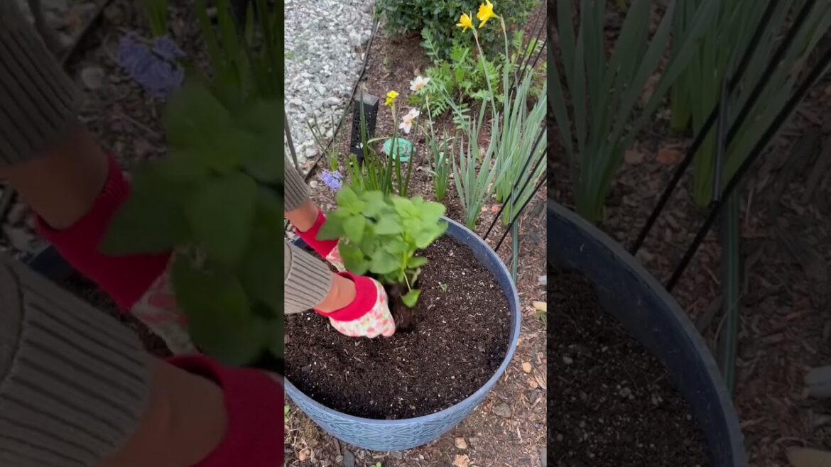 Spring Container Garden Refresh Spring Container Garden Refresh