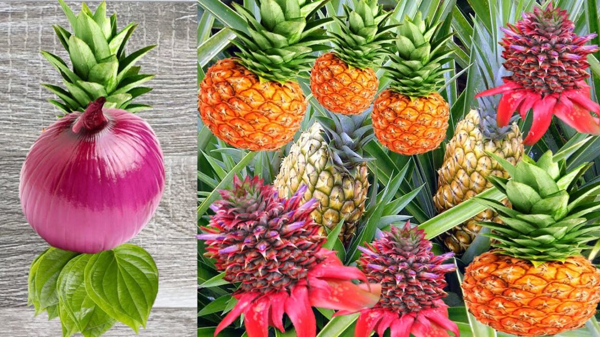 How to propagate aromatic plants in a unique way - Garden ideas for home