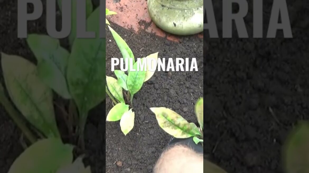 Plants for Shade | Shade Tolerant Garden Plants | Gardening Tips | What to Plant in Shade