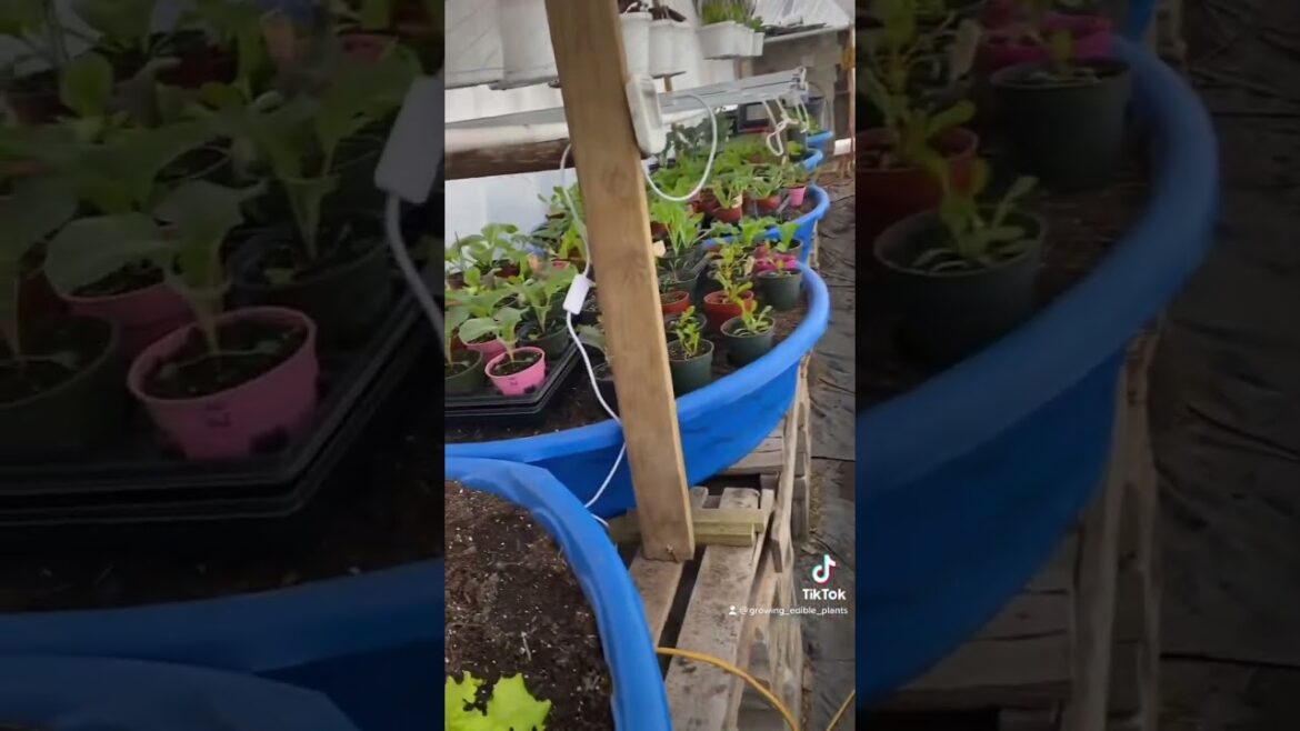 Growing vegetables, New York State in the winter time