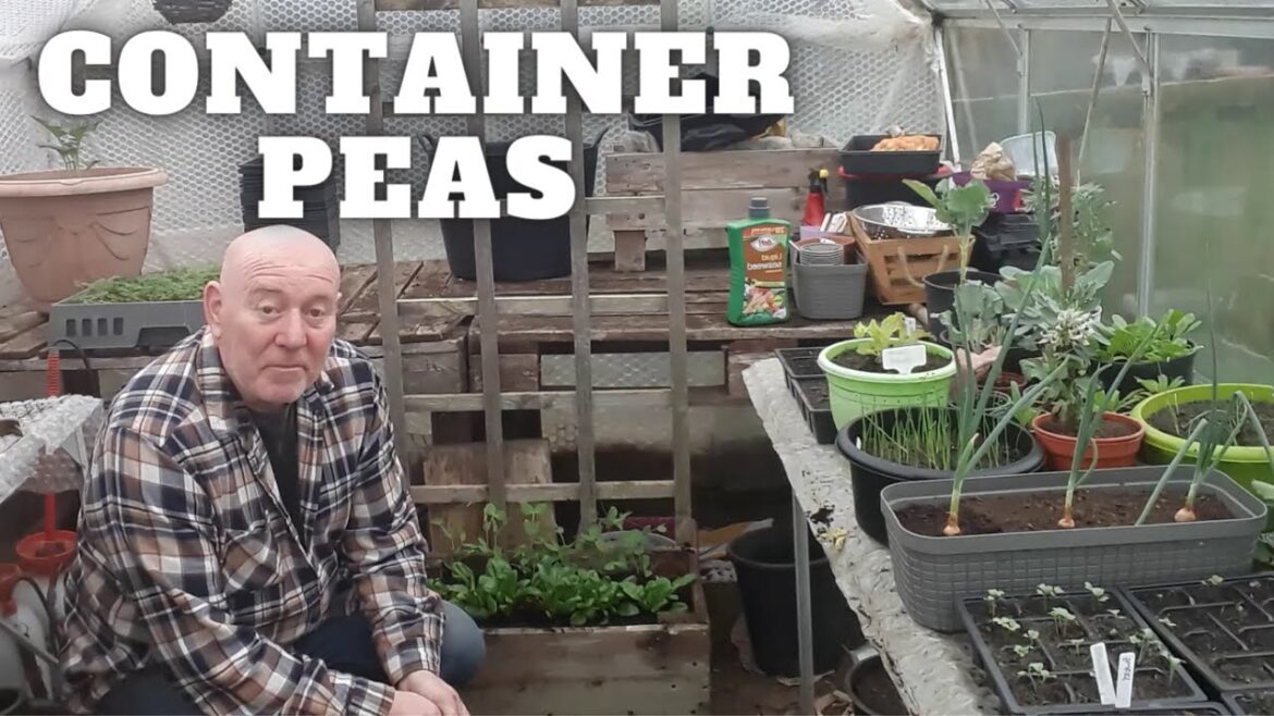 Container Sugar Snap Peas [Gardening Allotment UK] [Grow Vegetables At Home ]