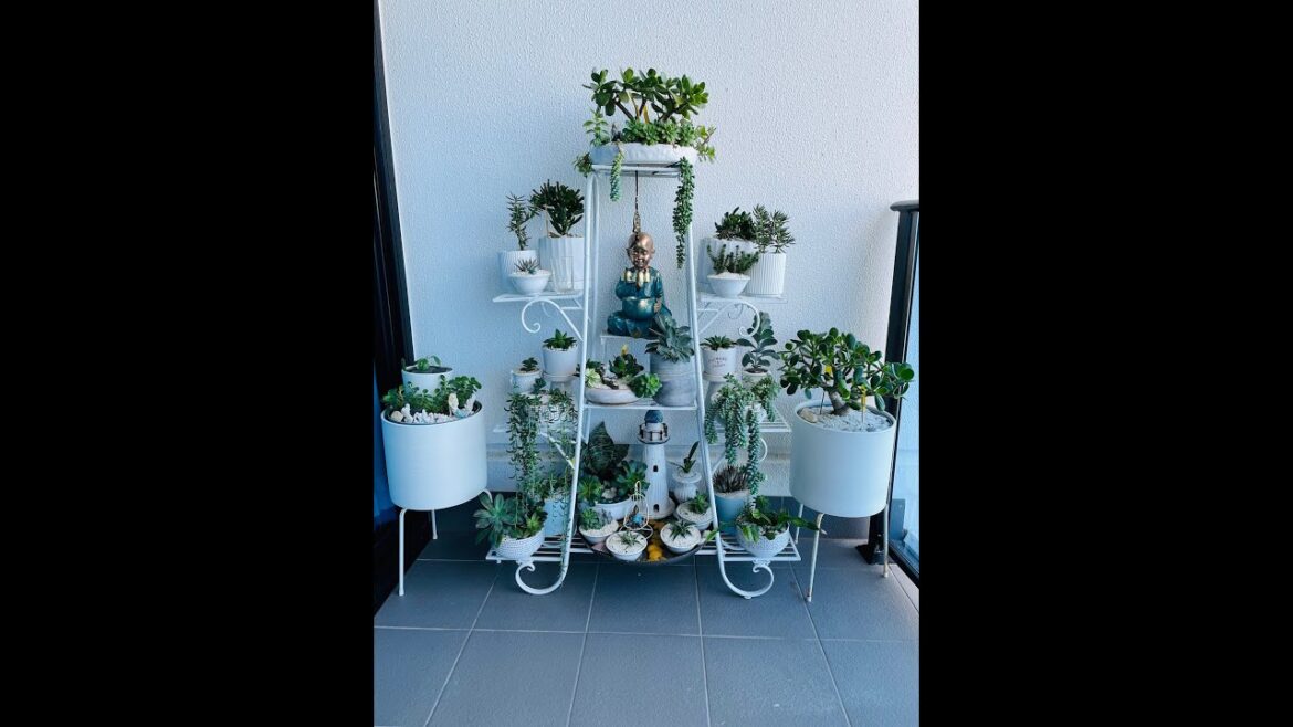 Succulent Garden Ideas For small space