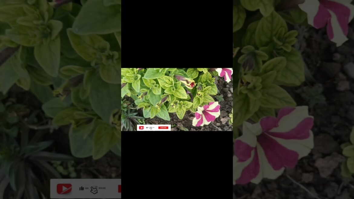 Amazing flowers 😉 decor ideas 🌷 Homemade garden design (4k ultra hd) #satisfying #viral #shorts