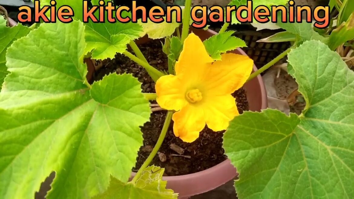 How to become a successful gardener||diy successful gardening tips||Plants growth || plants progress