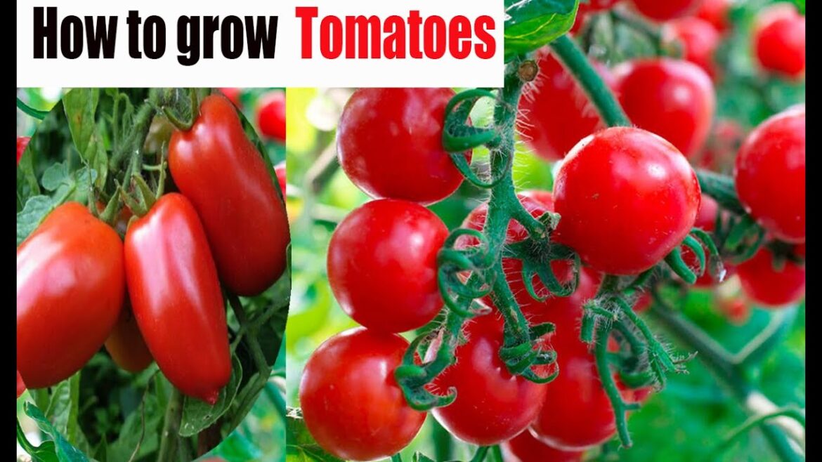 How to Grow Tomatoes From Seeds in your Garden   Green Garden Ideas