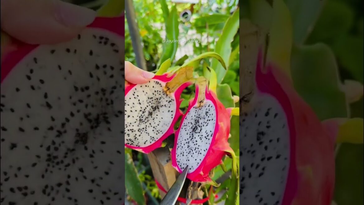 DRAGON FRUIT from our garden #shorts #fruitcutting #fruit #satisfying #dragonfruit DRAGON FRUIT from our garden #shorts #fruitcutting #fruit #satisfying #dragonfruit