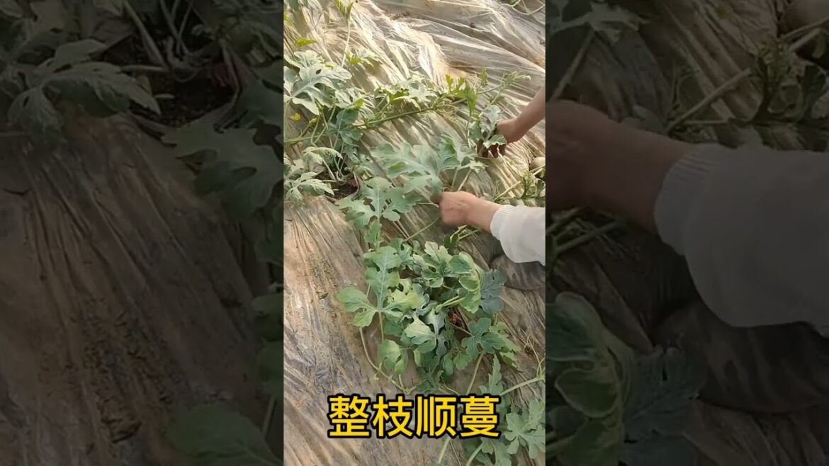 Melonplanting #vegetableplanting!