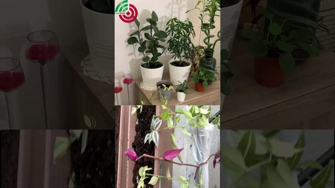 Container Gardening - Planting