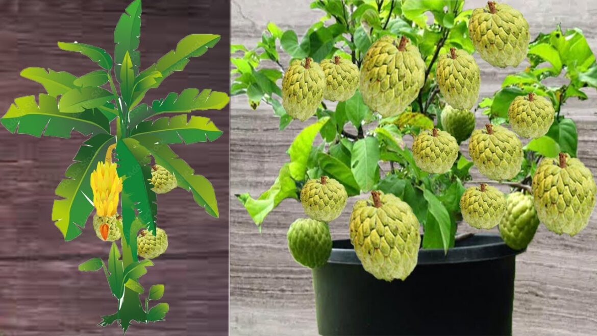 How to grow a unique custard apple tree - Garden ideas for home