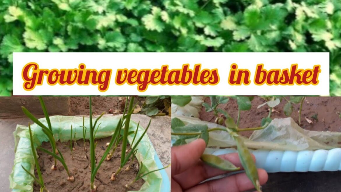 How to grow vegetables in basket|container gardening How to grow vegetables in basket|container gardening