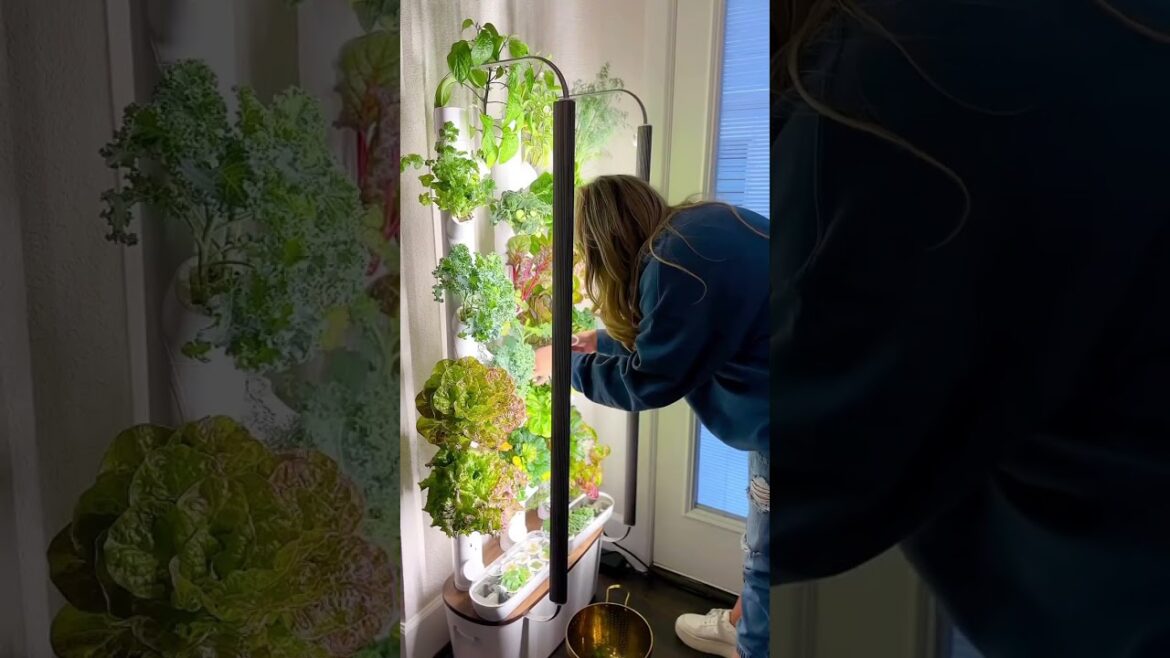 3 Month Gardyner Update #growyourownfood