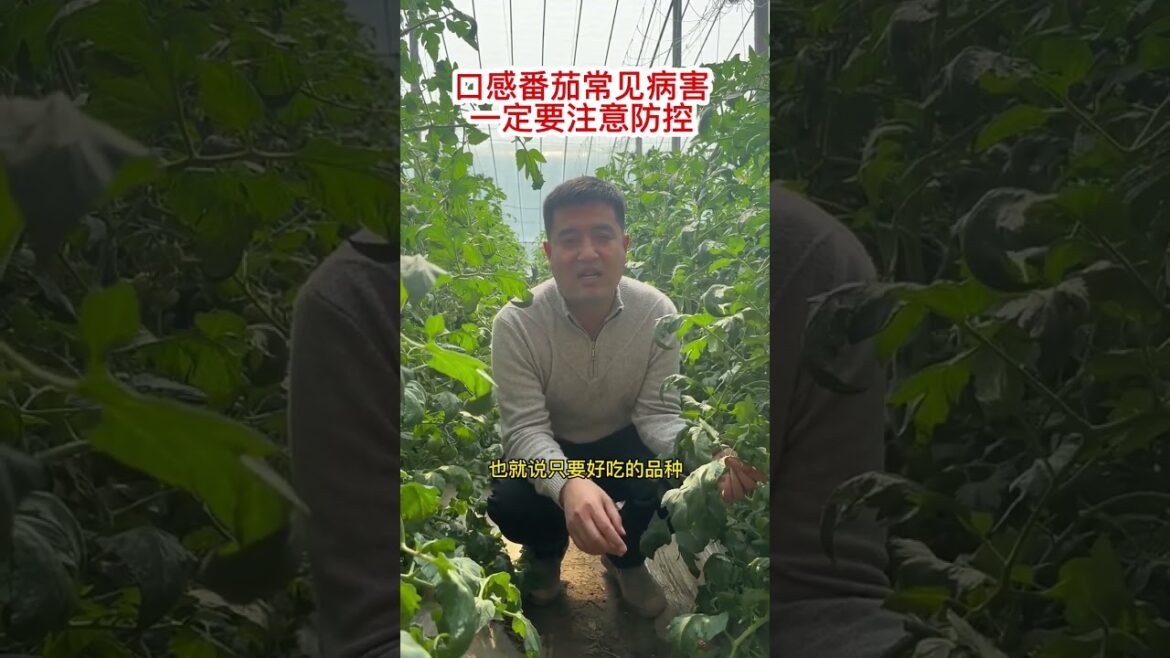 #Shouguang Vegetables