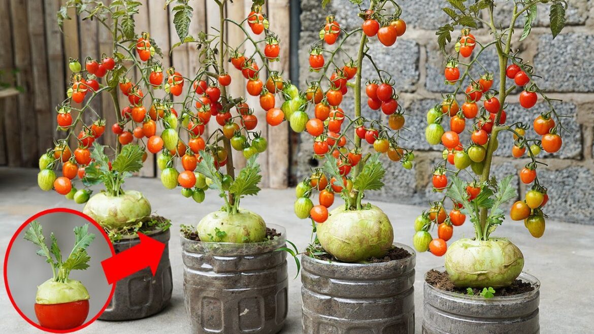 Surprised With How To Grow Tomatoes And Kohlrabi 2 In 1 | How To Grow Tomatoes At Home Surprised With How To Grow Tomatoes And Kohlrabi 2 In 1 | How To Grow Tomatoes At Home