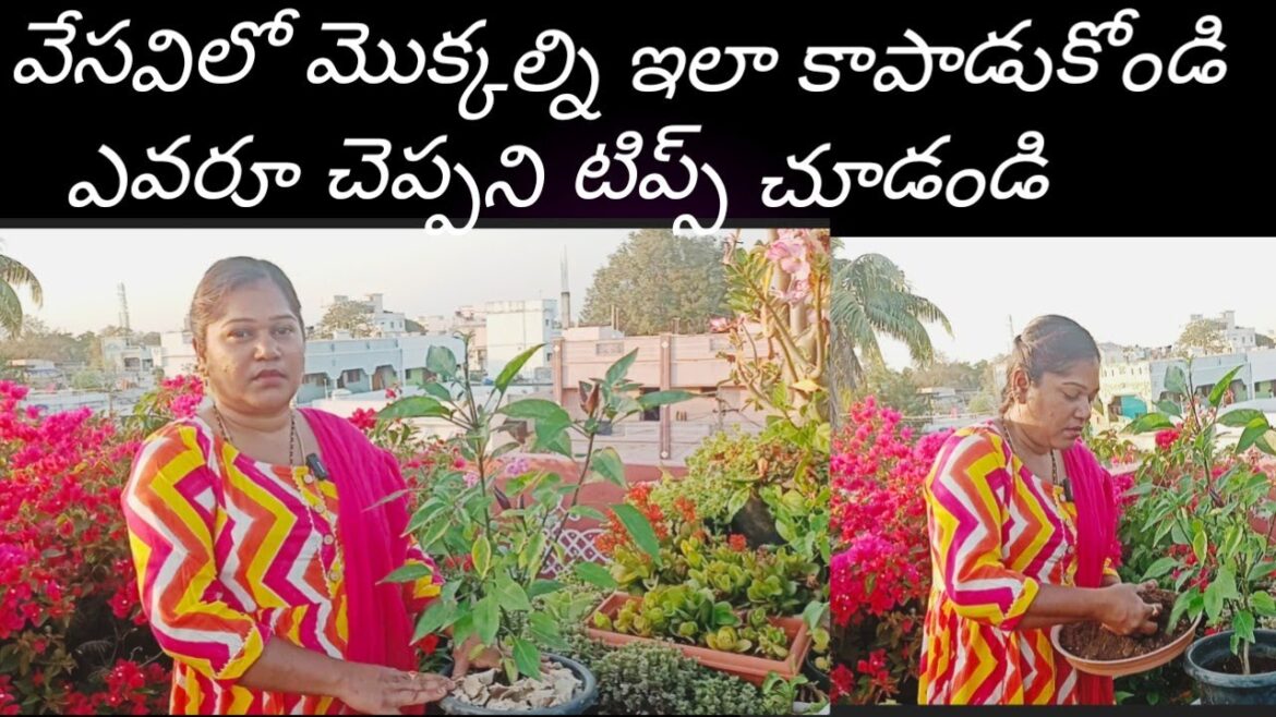 Summer plants care | how to care plants in summer | gardening tips Summer plants care | how to care plants in summer | gardening tips