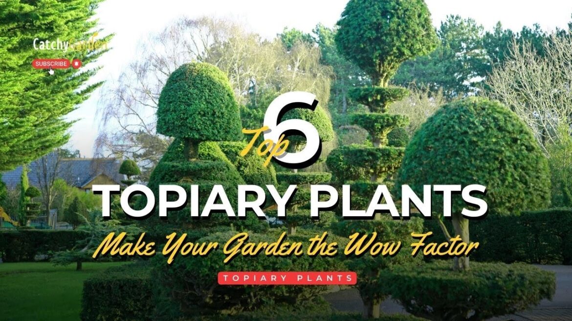 6 Topiary Plants That Will Give Your Garden the Wow Factor! π²π 6 Topiary Plants That Will Give Your Garden the Wow Factor! π²π