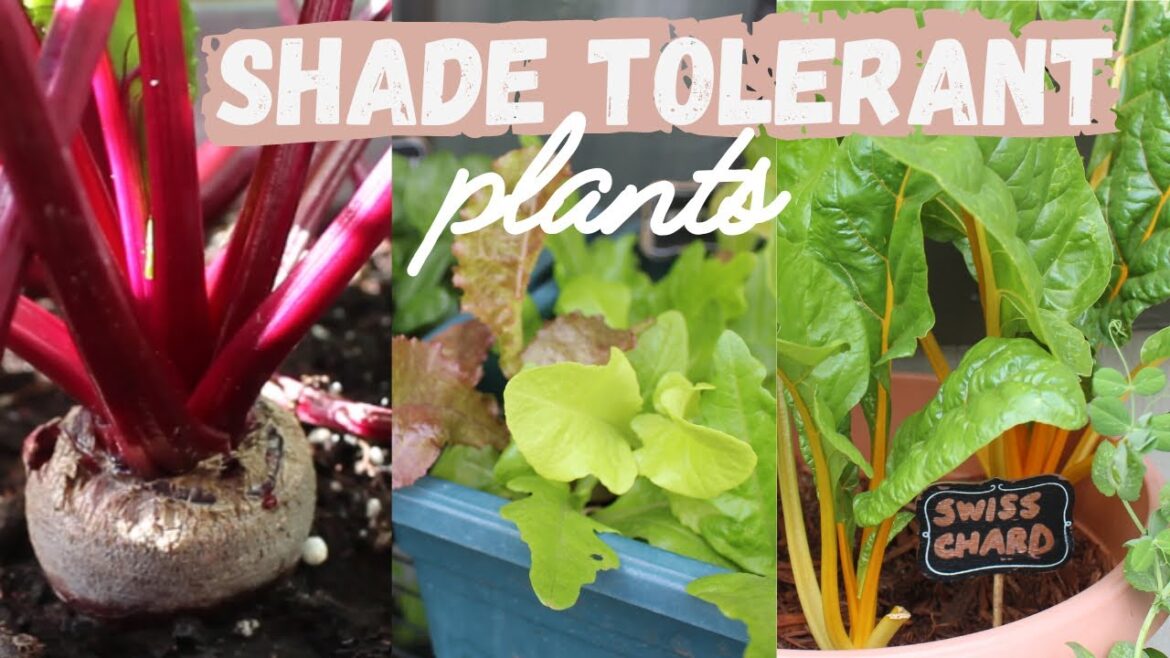 8 Vegetables to Grow in Shade | Urban Balcony Garden