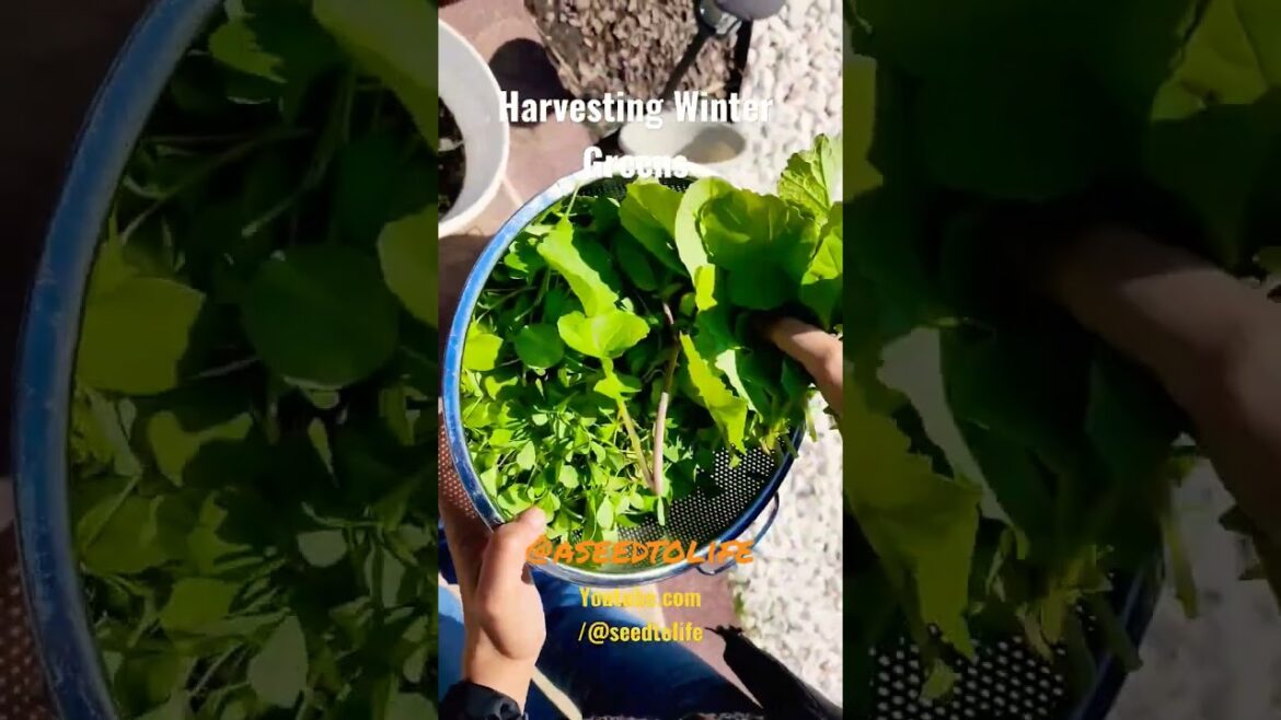 Harvesting Winter Greens- Spring 2023 Radish Fenugreek Peas Onions