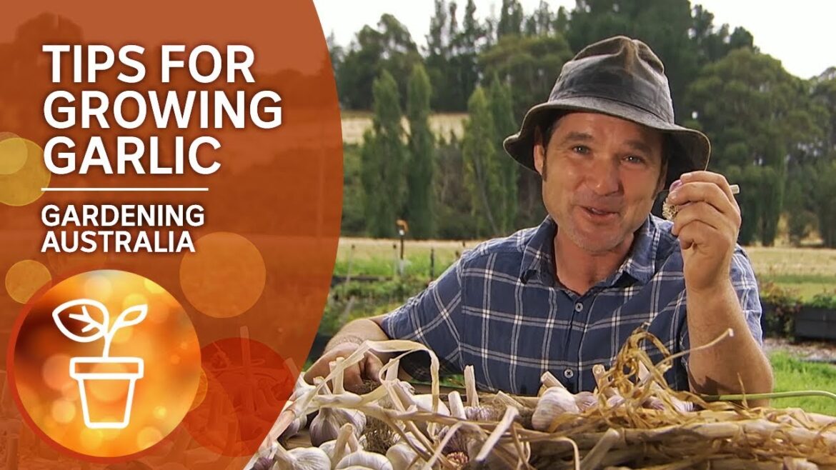 Tips for growing garlic from a guru