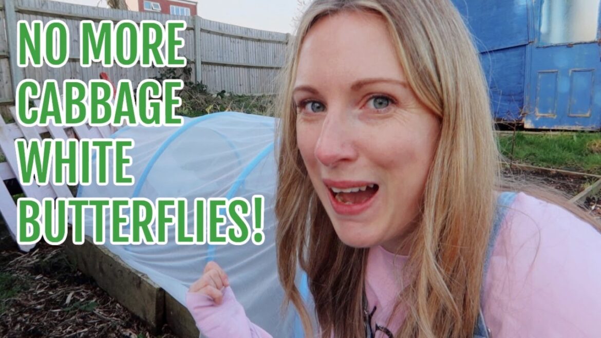 #ad EASY BRASSICA NETTING STRUCTURE / ALLOTMENT GARDENING FOR BEGINNERS