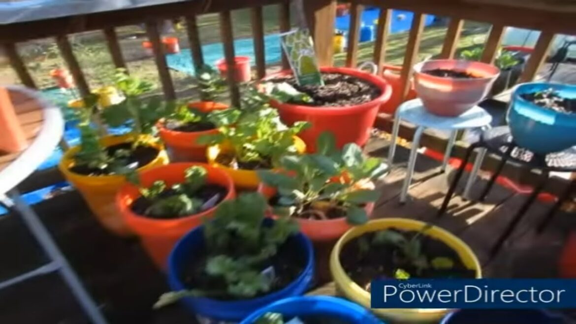 Garden Tour Update| Container Backyard Garden| Spring Garden 2022| Container Garden|