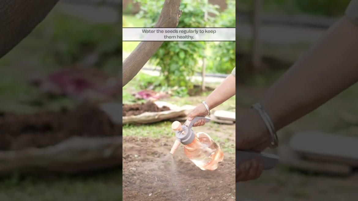 Grow Vibrant Marigold Flowers from Seeds at Home this Summer