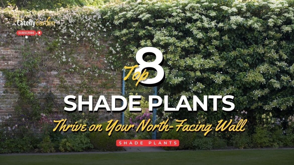 Top 8 Shade Plants That Will Thrive on Your North Facing Wall 🌺🍃😊