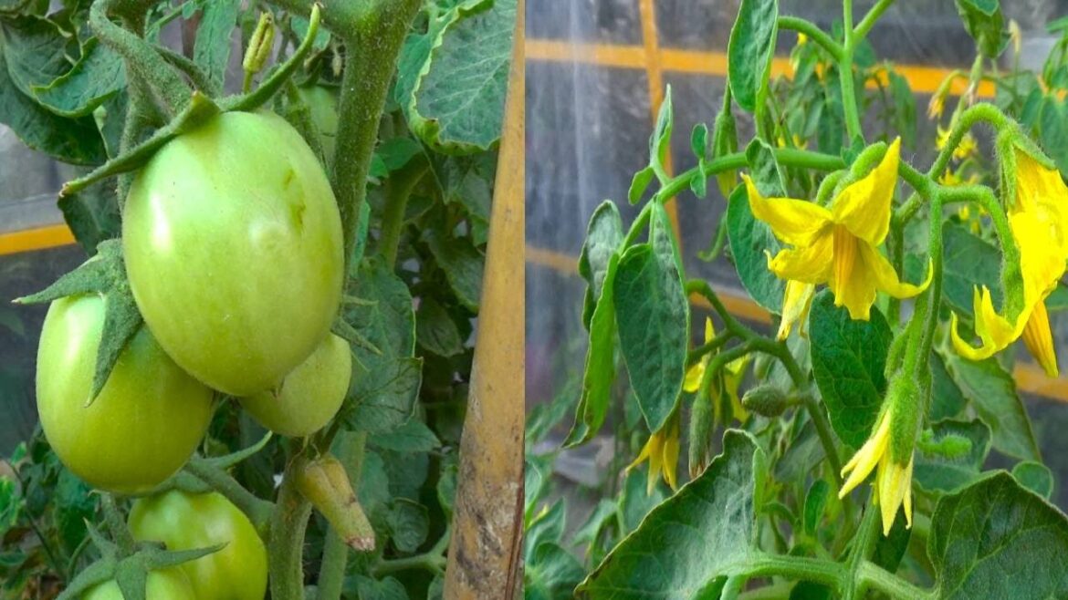 Useful Gardening Tips Every Beginner Needs to Know | Vegetable Update | Kitchen Gardening Tips Useful Gardening Tips Every Beginner Needs to Know | Vegetable Update | Kitchen Gardening Tips