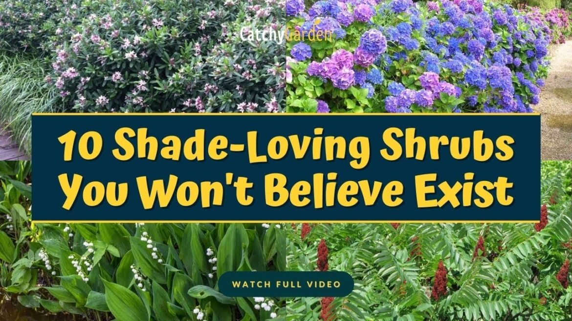 10 Best Shade Loving Shrubs You Won’t Believe Exist πΊπ // Gardening 10 Best Shade Loving Shrubs You Won't Believe Exist πΊπ // Gardening