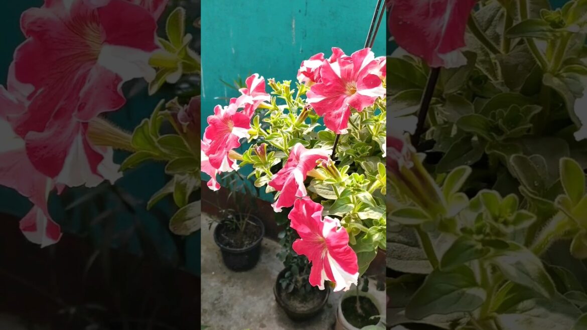 A small garden made with love #short #shorts #viral #shortsvideo #viralvideo #garden #youtubeshorts