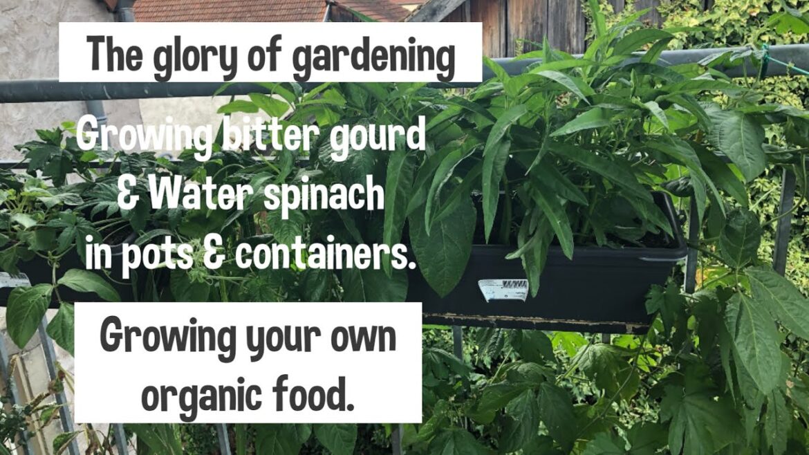 CONTAINER GARDENING | GROWING YOUR OWN ORGANIC FOOD CONTAINER GARDENING | GROWING YOUR OWN ORGANIC FOOD