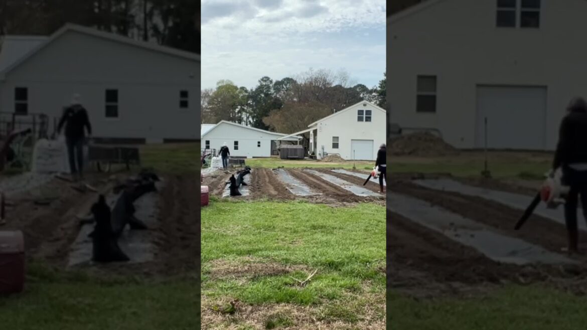 I’ve always detested leaf blowers until this… I’ve always detested leaf blowers until this…