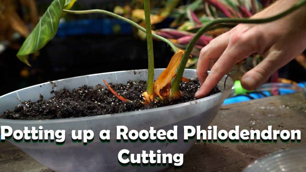 Potting up Philodendron Gloriosum || Round Form Gloriosum Cutting to Soil
